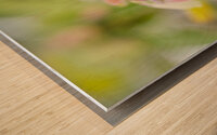 Pastel Blueberry Flower Cluster 0425 Wood print