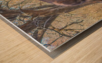 Under The Old Elm Tree Wood print