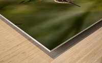 Hummingbird Taking Flight Wood print