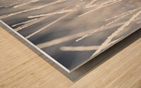 Frost-Kissed Beauty Wood print