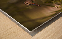 Spring Mallard Wood print