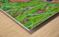 Peter Cottontail Wood print