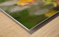 Plumeria Frangipani Hawaiian Flower X2 2 Wood print