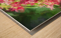 Rangoon Creeper Vine X 3 Wood print