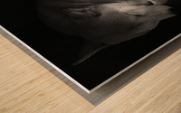 Black and White dog Wood print
