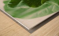 Bok Choy Wood print