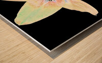 Abstract Delicate Lily Flower on a Dark Abstract Background Wood print
