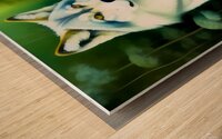 Beautiful White Wolf in the Forest Moonlight Painting Wood print