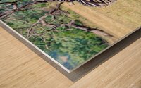 Zebras Wood print