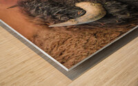 Yellowstone Bison Portrait Wood print