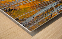 Colorado Autumn Aspens Wood print