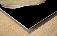 White Rose Wood print