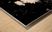 Daisy Flowers in High Contrast Black and White Wood print