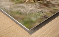 Dandelion Seeds Close Up Impressionistic Design   Wood print