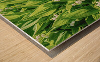Lilly of the Valley  Wood print