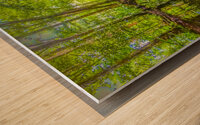Costa Rica Mangrove Forest Wood print