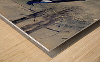 Magpie Wood print