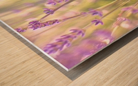 Lavender in Light Wood print