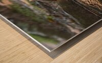 Curious Squirrel Wood print