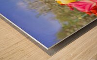 Tulip Dreamscape Wood print