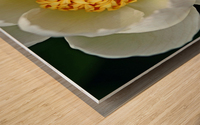 Classic White Peony Wood print