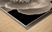 Classic White Peony Black And White Wood print