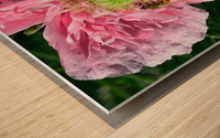 Poppy Peony with Bee Wood print