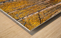 Blanche foret Wood print