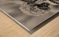Beautiful Butterfly Resting on Red Flower B&W Wood print