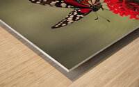 Resting Butterfly on Red Flower Wood print