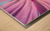 Pink Cosmos Flower X100 Wood print