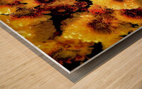 Mums the Word Chrysanthemum X101 Wood print