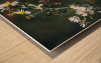 Beautiful American Lady on Aster Wood print