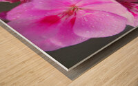 Raindrops Resting on Pink Wood print