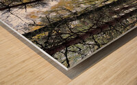 Autumnal Pine and Birch Forest in the Scottish Highlands Wood print