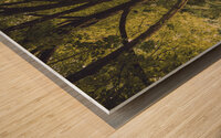 Maple Tree on a May Morning Wood print