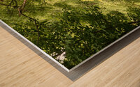 A Spring Nature Path through the Scottish Highlands Wood print