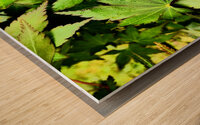Artistic Autumnal Acer Leaves  Wood print