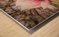 Jane Magnolias Wide Closeup Wood print