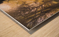 Sunlight on Monocacy Park Pathways Wood print