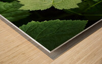 Light hitting Leaf Wood print