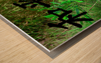 Panda bear Wood print