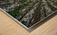 02 Look Up Wood print