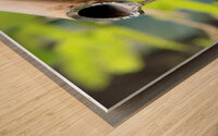 Shishi Odoshi japanese bamboo fountain Wood print