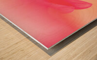Delicate pink flower petals Wood print