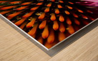 Purple Coneflower Wood print