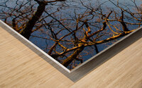 View from the forest onto serene meadow and dusk  Wood print