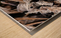 Closeup macro shot of a fungus and withered leaves covered by beautiful ice crystals  Wood print