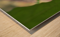 Peeping Frog Wood print