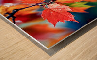 Wet Maple Leaves Wood print